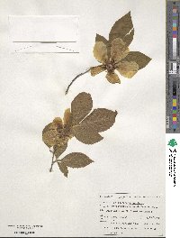 Stewartia malacodendron image