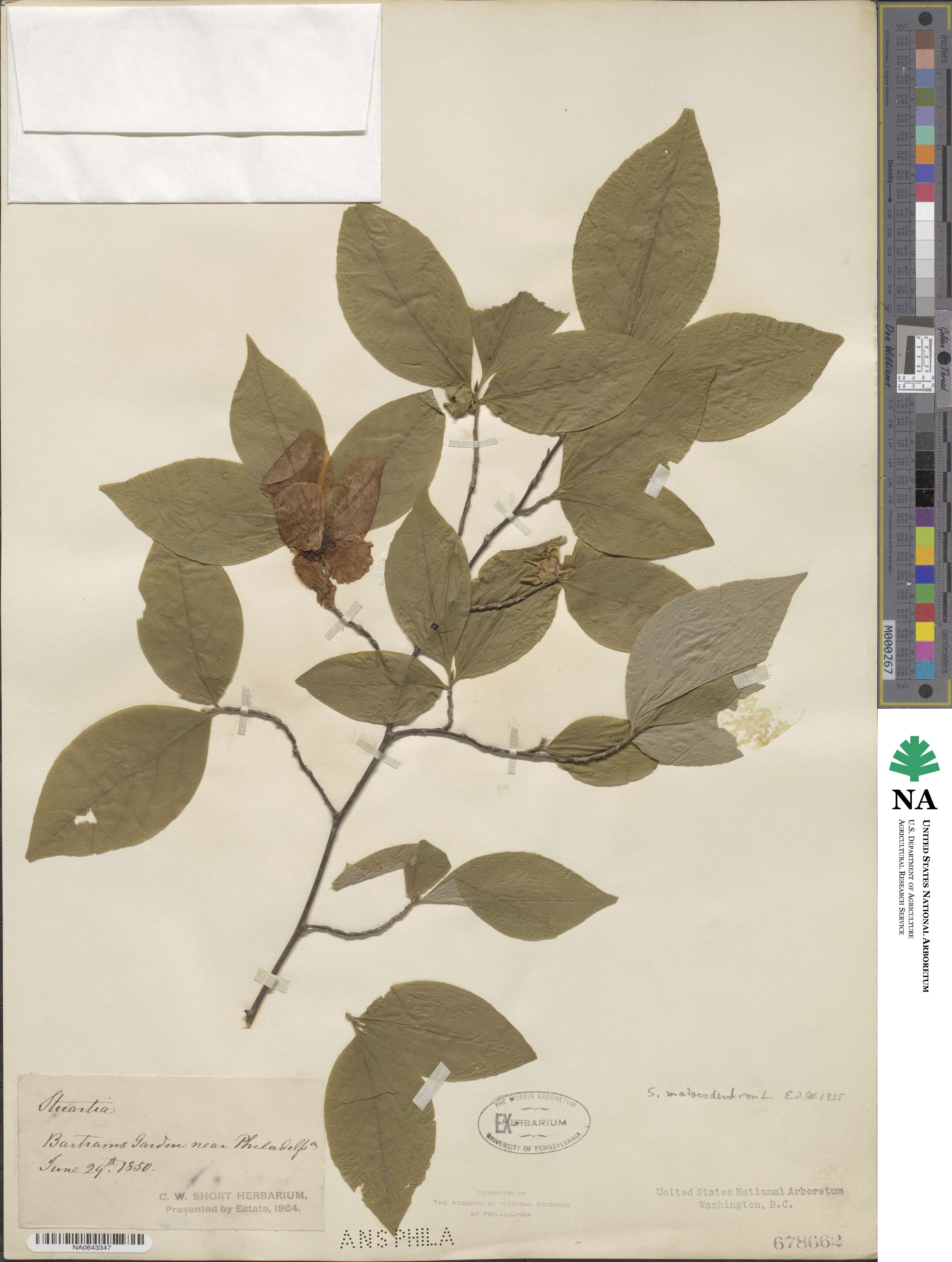 Stewartia malacodendron image