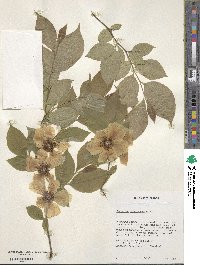 Stewartia malacodendron image