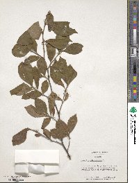 Stewartia malacodendron image