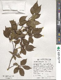 Stewartia monadelpha image