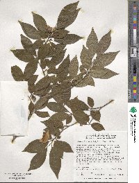 Stewartia monadelpha image