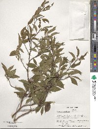 Stewartia monadelpha image