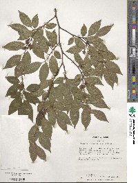 Stewartia monadelpha image