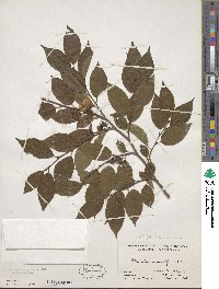 Stewartia monadelpha image