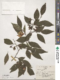 Stewartia monadelpha image