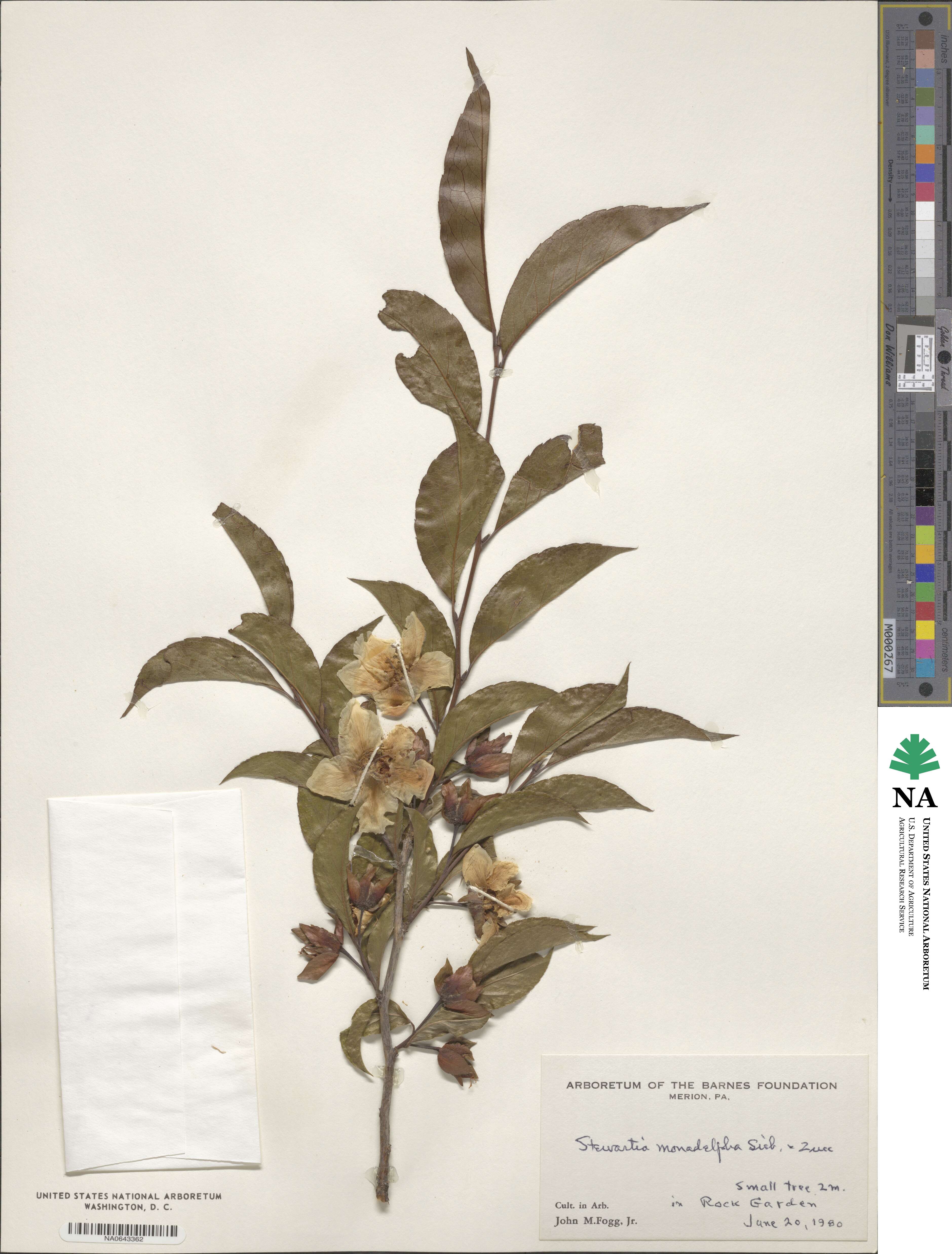 Stewartia monadelpha image