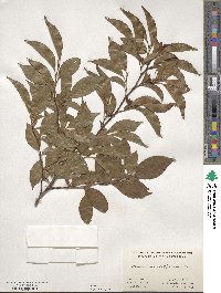 Stewartia monadelpha image