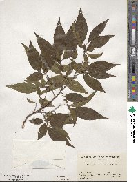 Stewartia monadelpha image