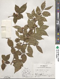 Stewartia monadelpha image