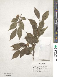 Stewartia monadelpha image