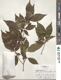 Stewartia monadelpha image