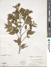 Stewartia monadelpha image