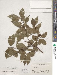 Stewartia monadelpha image