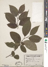 Stewartia ovata image