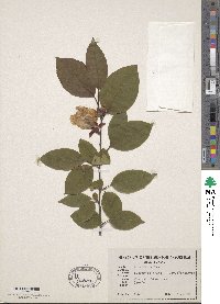 Stewartia ovata image