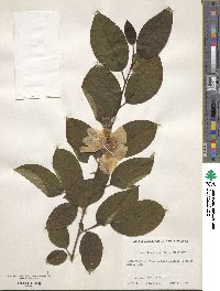 Stewartia ovata image