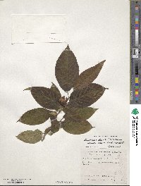 Stewartia ovata image