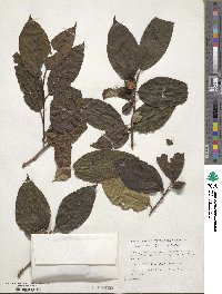 Stewartia ovata image