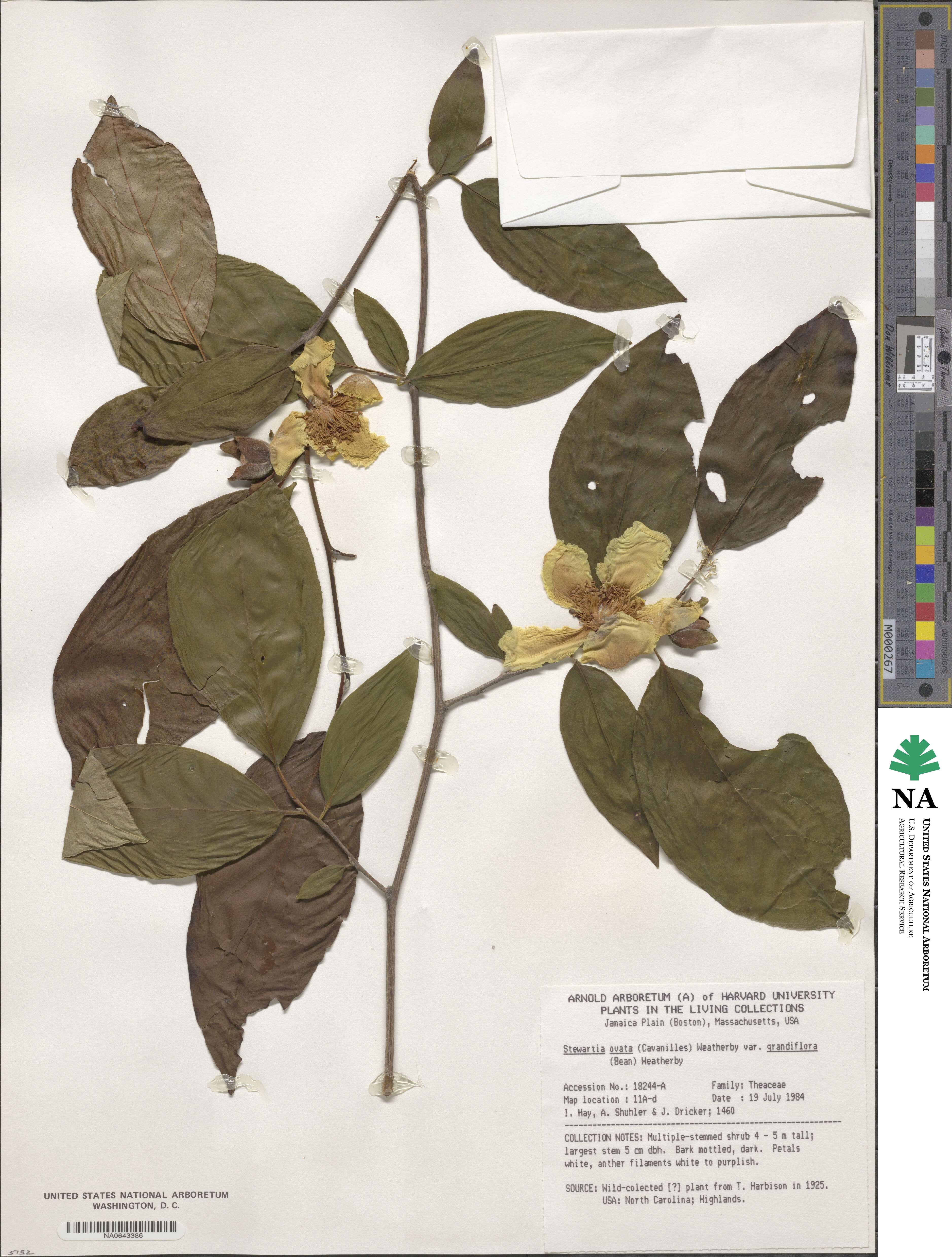 Stewartia ovata image