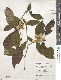 Stewartia ovata image