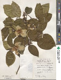 Stewartia ovata image