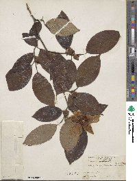 Stewartia ovata image