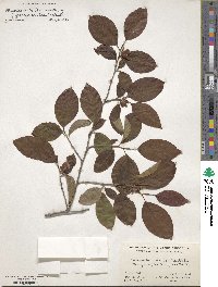 Stewartia ovata image