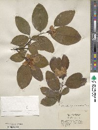 Stewartia pseudocamellia image