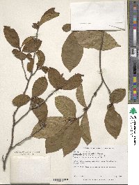 Stewartia pseudocamellia image