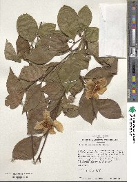 Stewartia pseudocamellia image