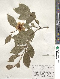 Stewartia pseudocamellia image