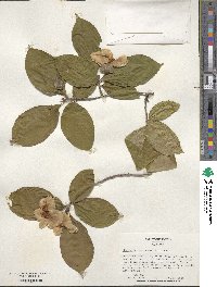 Stewartia pseudocamellia image