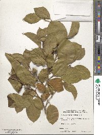 Stewartia pseudocamellia image