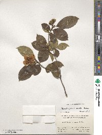 Stewartia pseudocamellia image