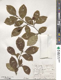 Stewartia pseudocamellia image