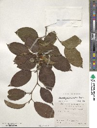 Stewartia pseudocamellia image