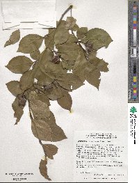 Stewartia pseudocamellia image