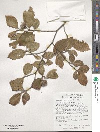 Stewartia pseudocamellia image