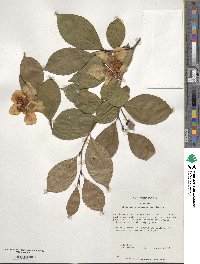 Stewartia pseudocamellia image