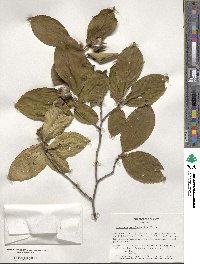 Stewartia pseudocamellia image