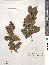 Stewartia pseudocamellia image