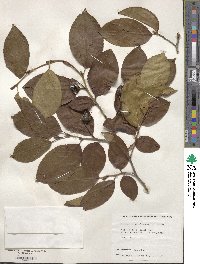 Stewartia pseudocamellia image