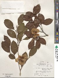 Stewartia pseudocamellia image