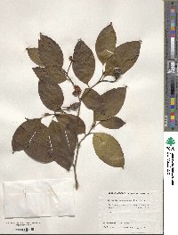 Stewartia pseudocamellia image