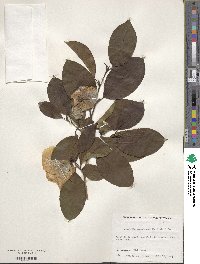 Stewartia pseudocamellia image