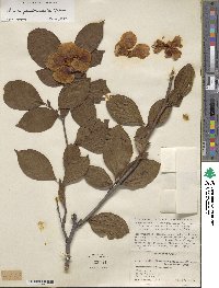 Stewartia pseudocamellia image