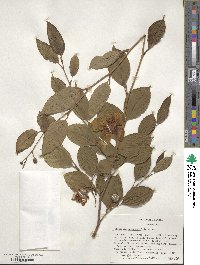 Stewartia pseudocamellia image