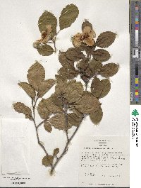 Stewartia pseudocamellia image