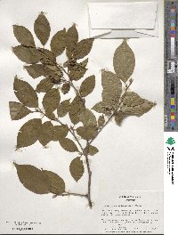 Stewartia pseudocamellia image